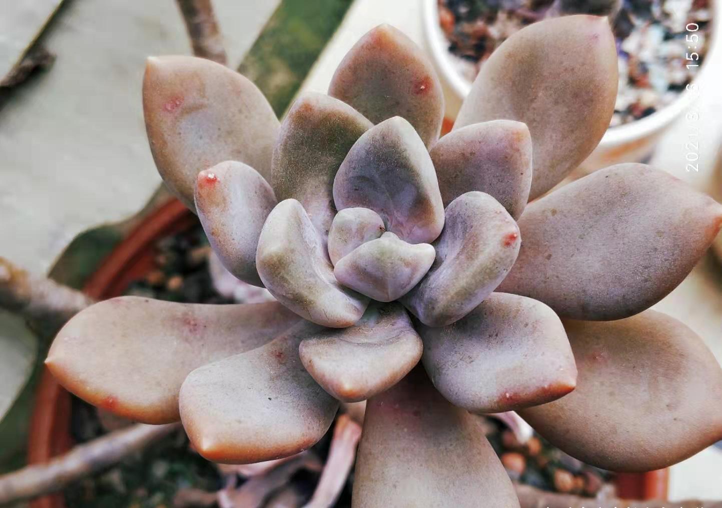 还记得你养的第一盆多肉吗?是不是第一次看到多肉就爱上了它们?