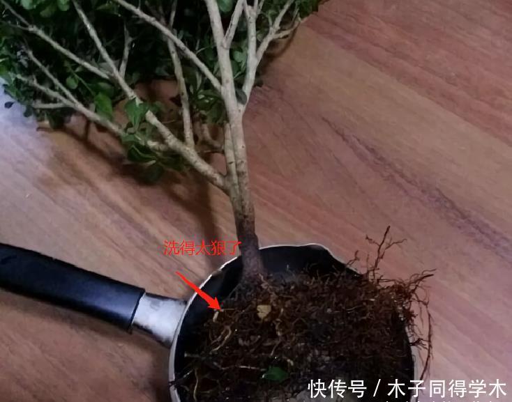 难点|养死过五六盆米兰花，总算得出了点经验：米兰的养护难点在于服盆