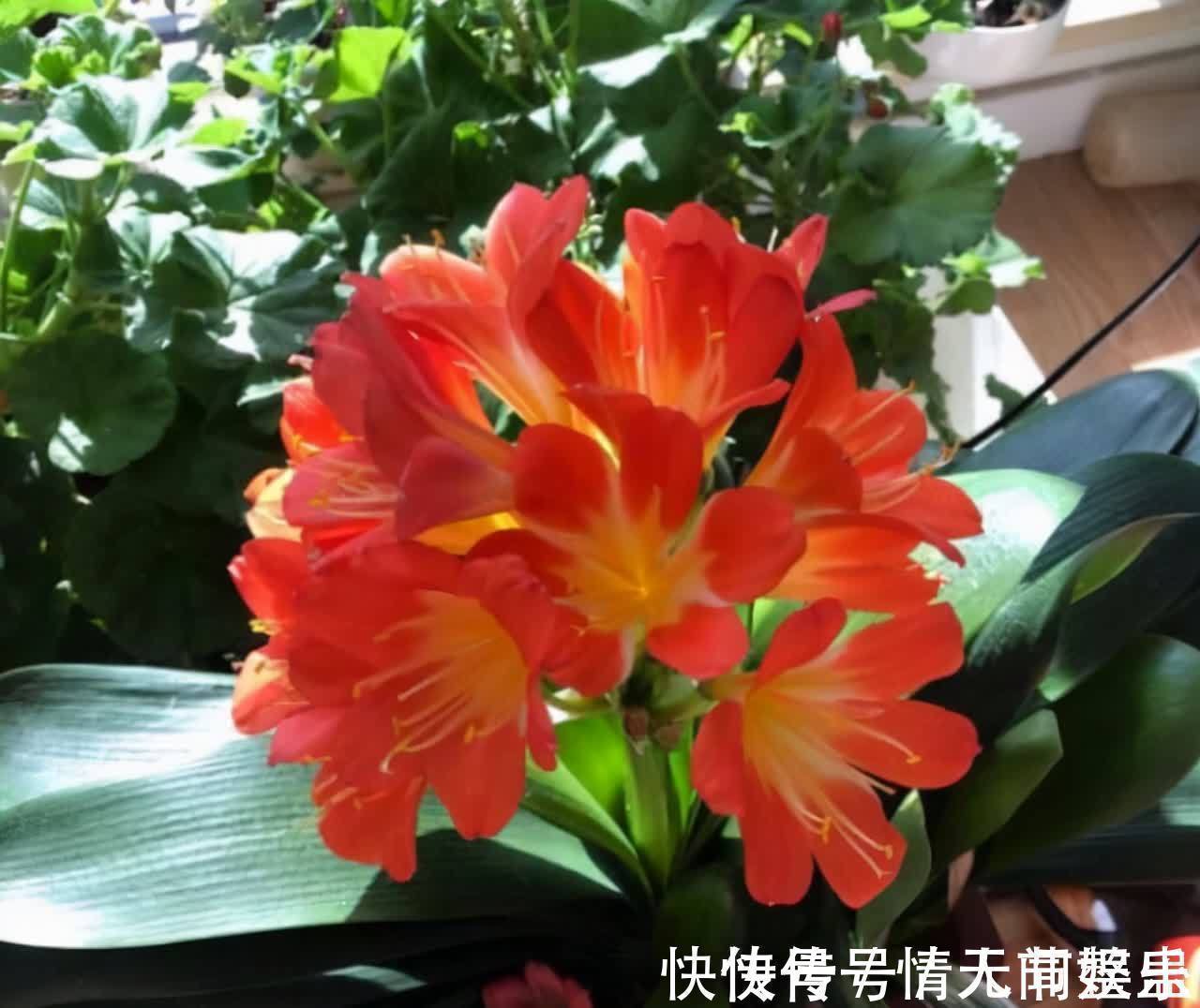 吉祥|12种花，建议养一盆，不仅吸收废气，还有“旺财添福”的美好寓意