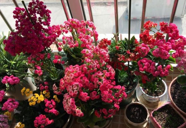 此花典型的“寿星花”,漂亮又喜庆,而且耐寒好养,居家养花首选