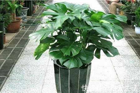 冬天在家养这5种花,“空气”更干净,雾霾天也不怕