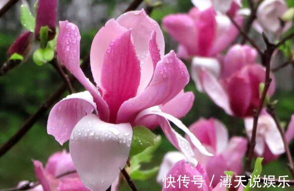 花色|想养花试试“它”花语灵魂高尚,花色“从里到外”会变色