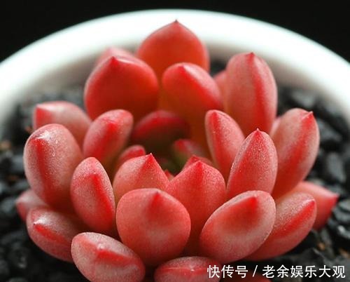 养盆多肉红宝石,不仅生长快易群生,更容易逆袭长成肉墩子!