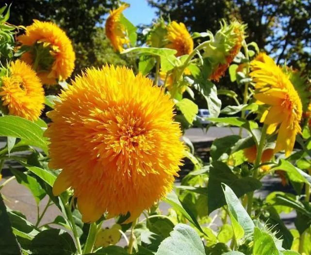 春天到了，考虑种花吗？