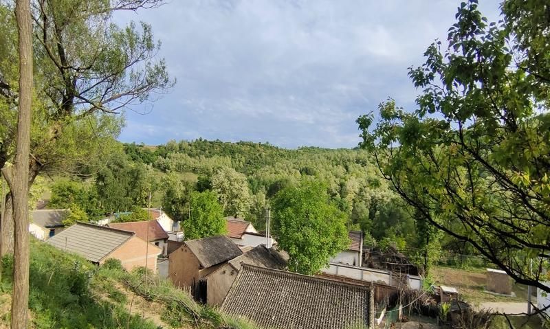 小脚掌|又到初夏日，山村槐花香