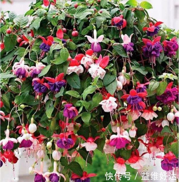 迷人|最有仙气的3种花，迷人的花朵，开满整个花盆，快养起来吧！