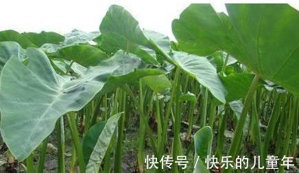 芋頭葉|身體保持年輕，離不開的好食物，排毒燃脂、潤膚養顏，越吃越好