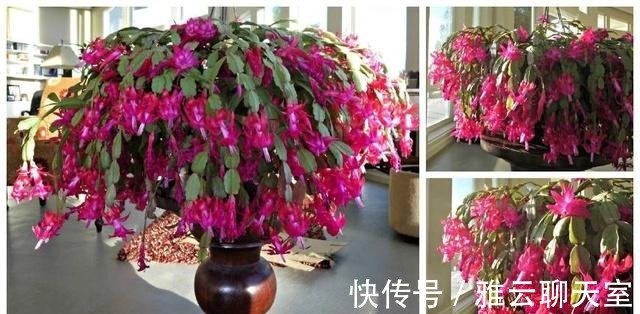 浇水|朋友可以让蟹爪兰年年开花, 原来要将它关小黑屋里