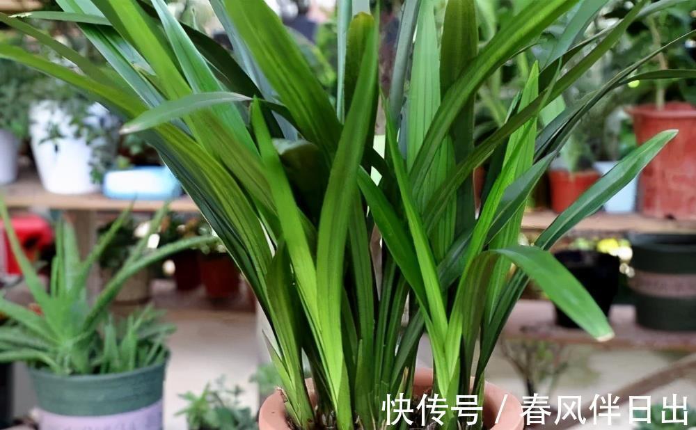 盆期|第一次养兰花长不好?放弃还是继续,看看老花匠怎么说