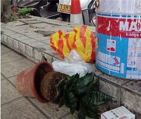 回家|垃圾桶旁边一堆快死的花,到底该不该捡悄悄拎回家赚大发了