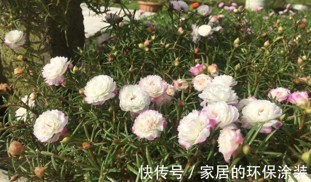 花友|哪些花不怕渴？这些花耐旱能力一流，适合“懒人”花友养！