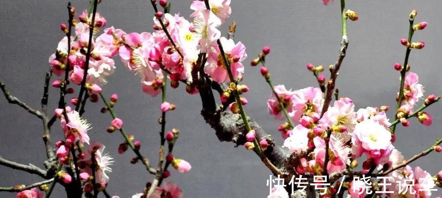 蟹爪兰|这些漂亮花不好养,你养了几种