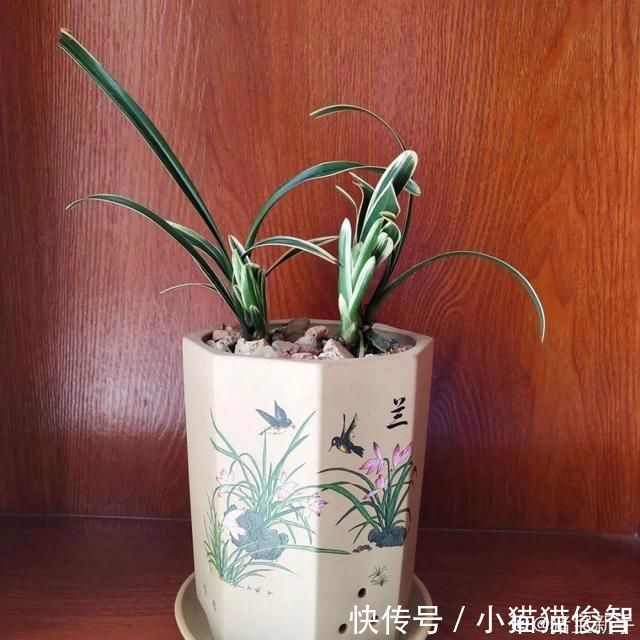 5种花盆养花,怪不得都死了,全是样子货