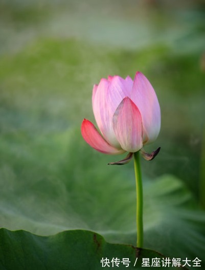 属相|步入10月，运势节节高，4属相接住旺运，兴家业发大财，事事如愿