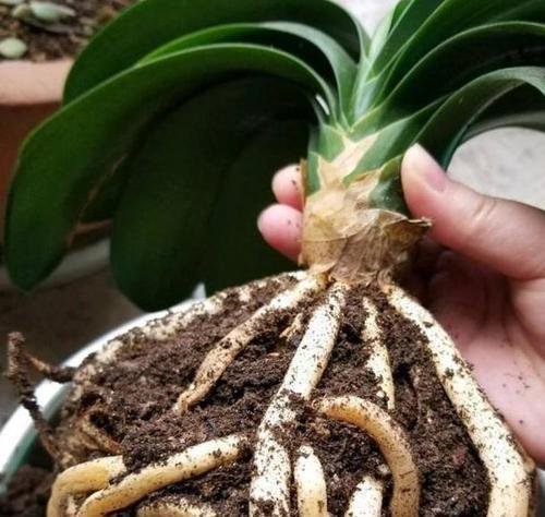 春天养花有“三忌”,及时避开才能枝繁叶茂,绽放层叠群花!