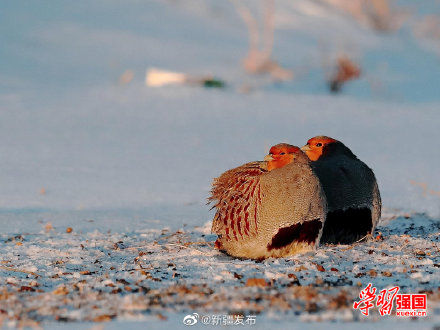 托里|新疆托里：好呆萌！灰山鹑雪地埋头觅食