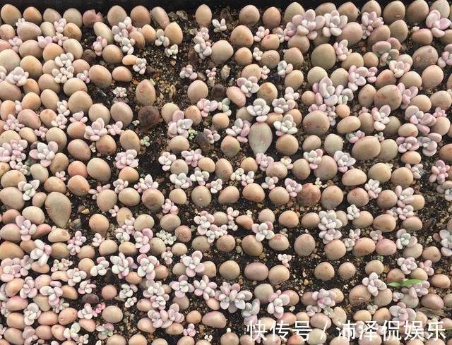 便宜|阳台养多肉，桃蛋粉嘟嘟，一生百，百生千，变成小桃林