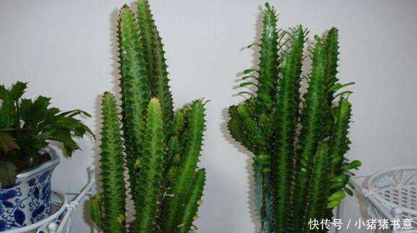 养花只会傻浇水这3种花“怕”水,浇多就烂根,不管才养得好