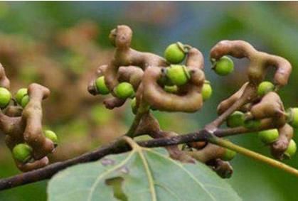 阻止|若有人无知砍“它”烧火，请及时阻止，因为当今价值极高，请重视