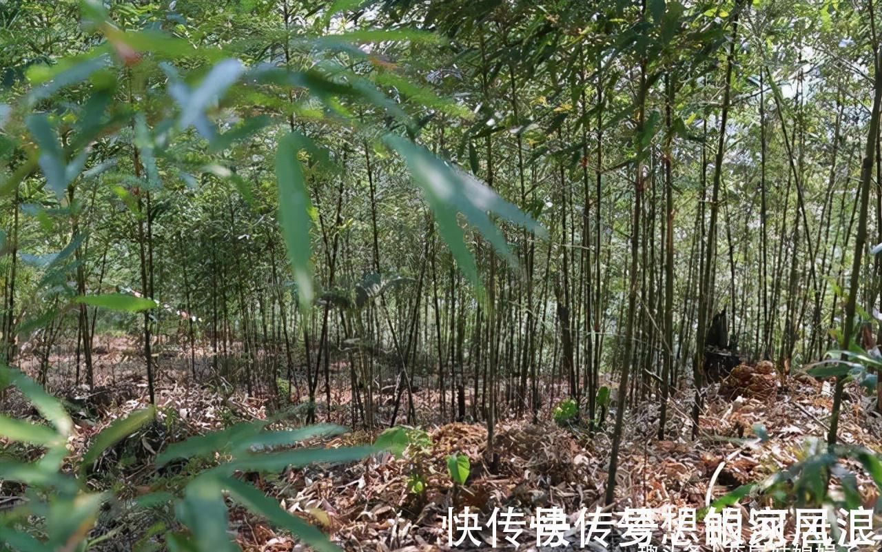 花盆|没有院子也能养好竹子，这几种竹子可以做成盆景养在室内