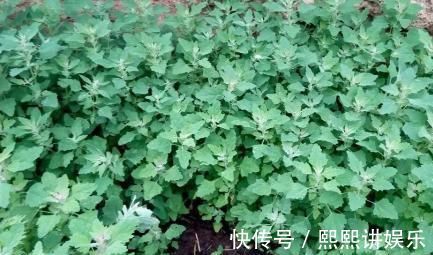 苦菜|被当杂草的野菜，摇身一变成人们哄抢的爆款中草药，了解下
