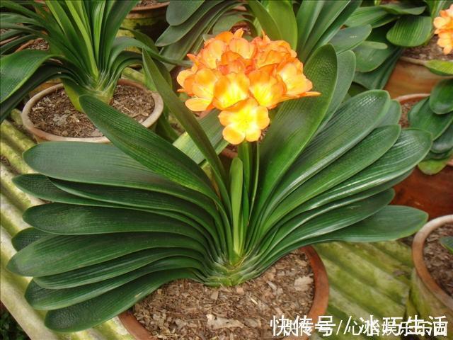 兰科类|君子兰的正确养殖方法,不要再乱养君子兰了进来看一下正确方法