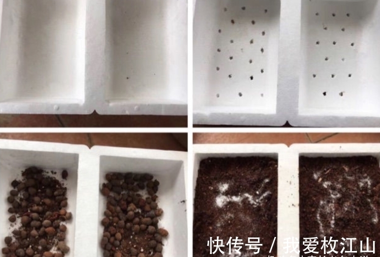 用泡沫箱来养多肉老桩?只要我们把细节做好,同样可以养出状态来