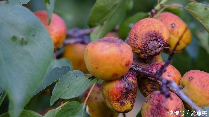 鲜果|北方奇特野果,新鲜无人摘,风干后人人抢,40一斤成“发财果”