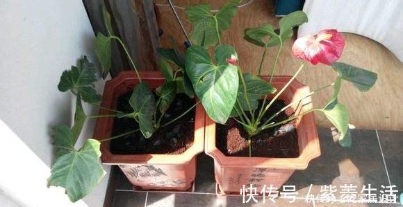 花盆|花市看到这样的“花”,再喜欢也不要买,养不久,白花钱