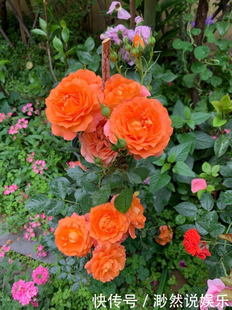 盆栽|“玫瑰珍品”土星王阳台，丰腴婀娜，花色温馨，堪称养花必备