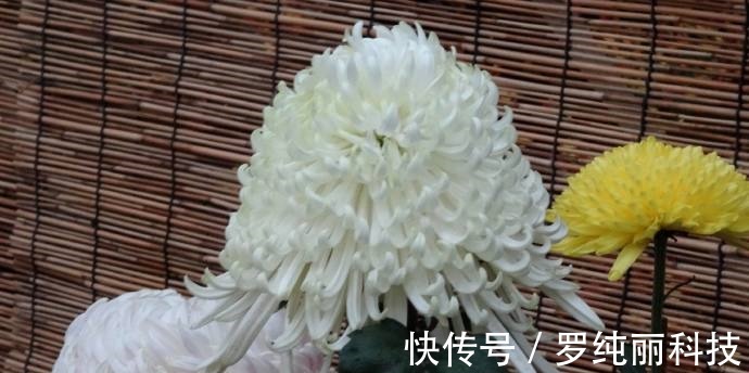 喜欢菊花,不如养盆优良名菊“白云叠翠”似白云飘荡,清风高节!