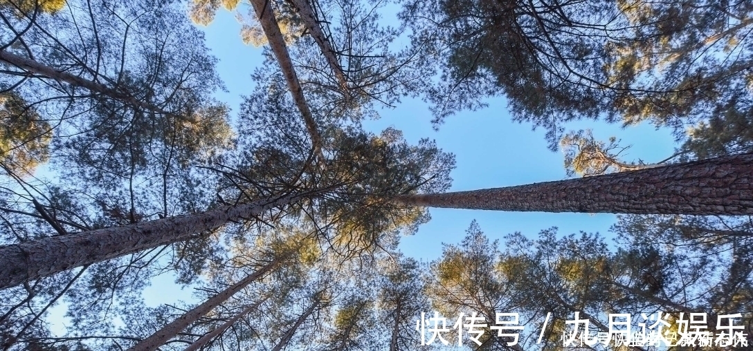 长白山|长白山才有的松树，被叫成美人松，移植到别的地方活不了