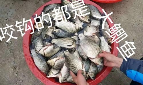 鲫鱼|不用蚯蚓和红虫,晚春用这三种“民间配方”上的都是大鲫鱼