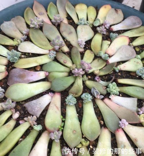 家里没矿的肉友教你一招成为多肉大户,保你一看就会