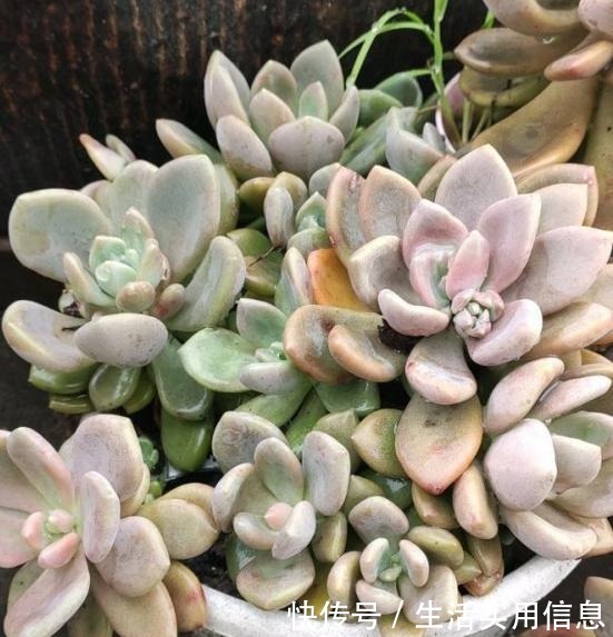5种超级好养的多肉,如果初次接触多肉,建议不要错过!
