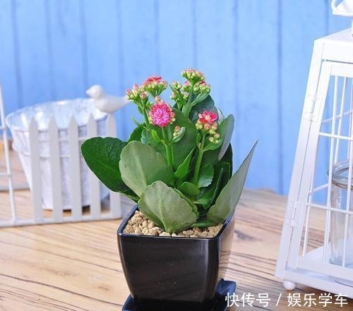 虎皮兰|这“4种”绿植,卧室放一盆,助力好睡眠,轻松一整天!