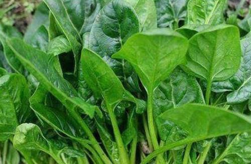 生活种常见的3种食物，女性每天吃一些，滋养肌肤，增强体质！