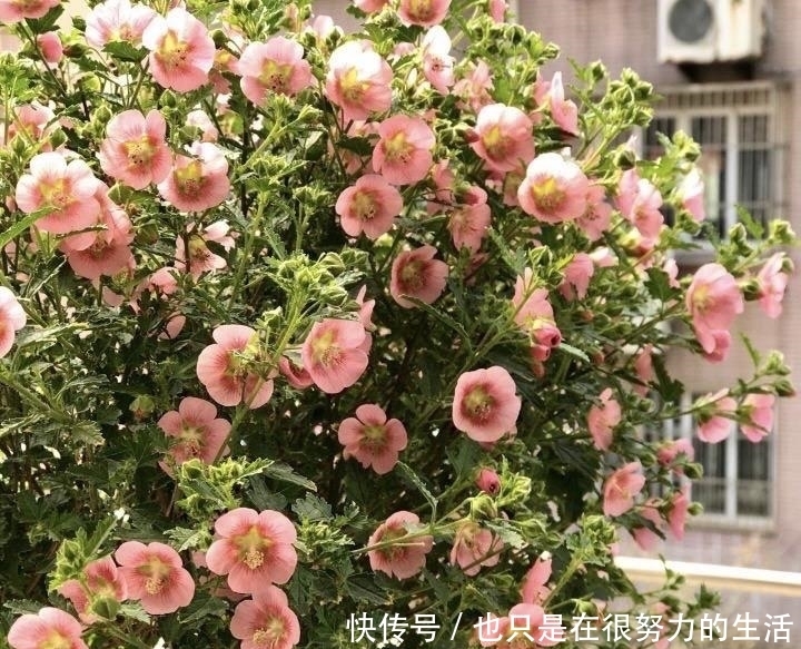 长成|小木槿养成“棒棒糖”,有一步不可少,只需一年长成小树长满花苞