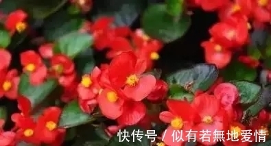 养花三到五天浇一水,你要这么做,那你的花就别想要了