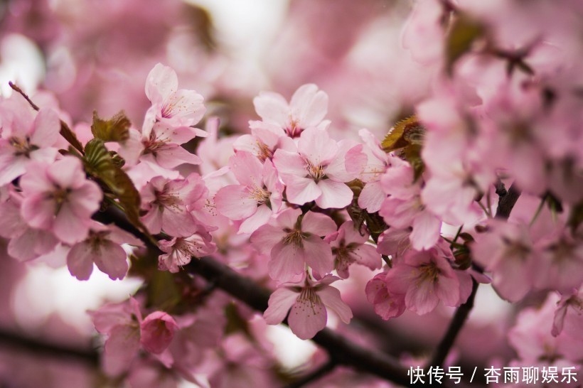 爱情故事|天生是“凤凰命”的三生肖女，婚后仍然魅力十足，再穷也有人追求