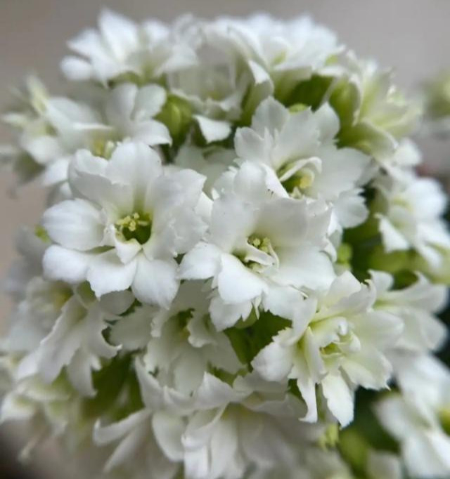 品种|75个长寿花品种,一个比一个美,一起来认识一下吧!