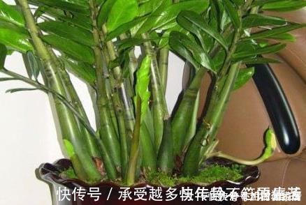 栽培|养花不如养树,这三种树放在客厅既招财又上档次,好看又实用