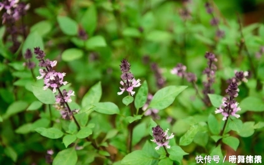 告知删除|这种野菜在农村很常见,日本人开价一斤30元都不卖,你们吃过吗