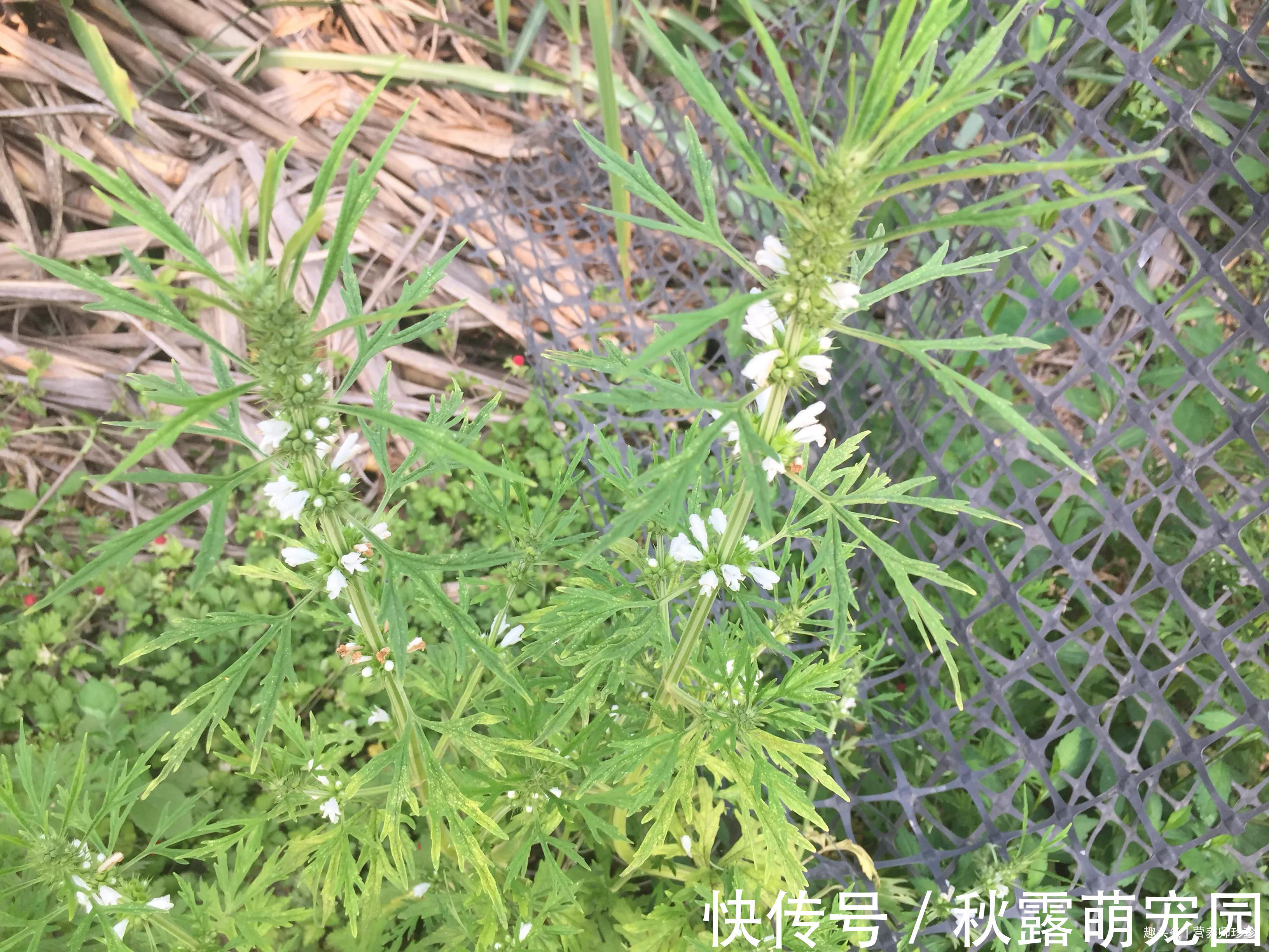 女人|路边常见的2种野草,人称“女人草”,女人常吃好处多,早知早好