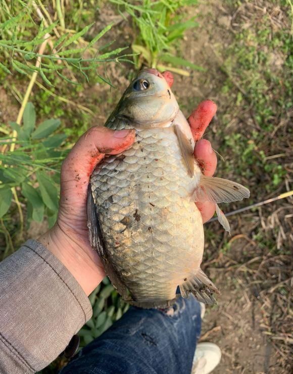 蓑笠哥|夏天大板鲫都藏在这些地方,方法用对就可以钓到