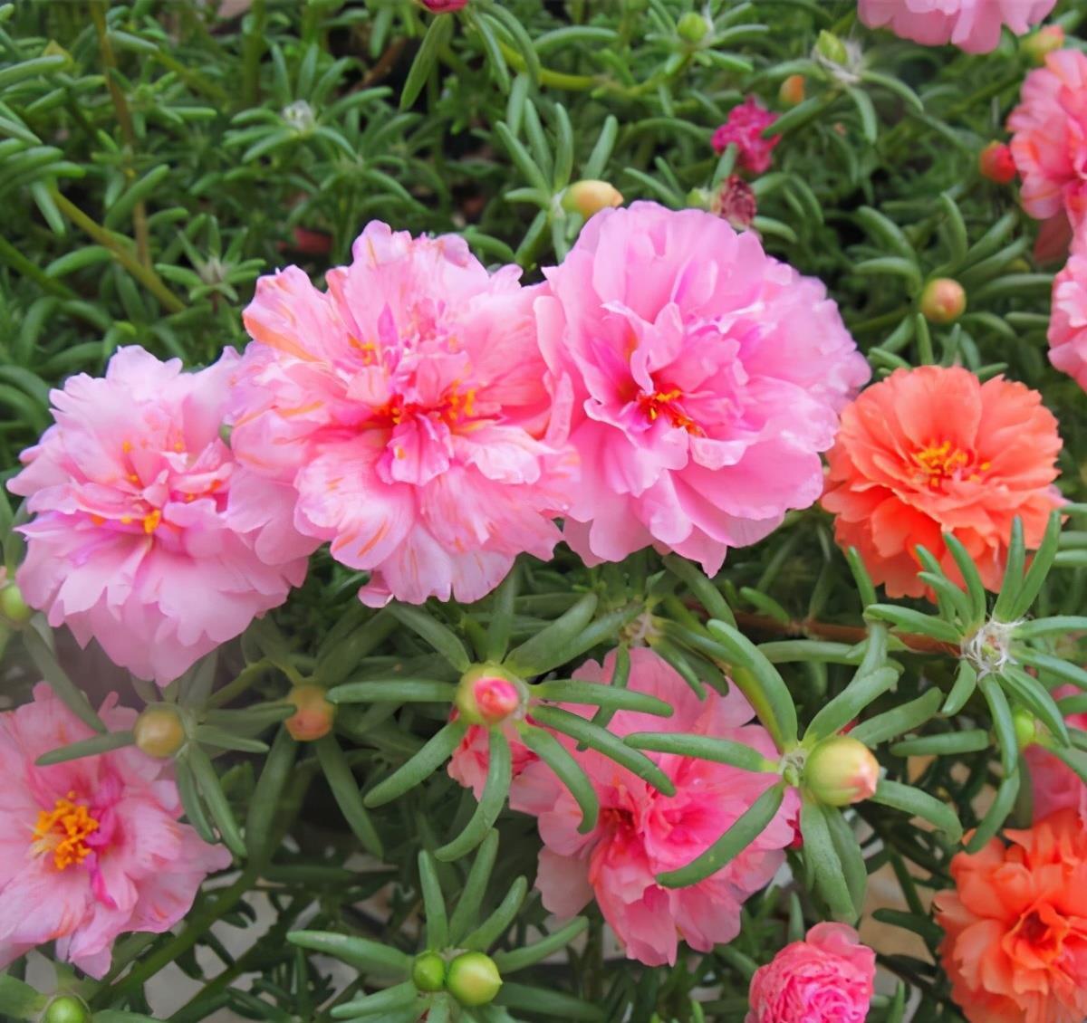 大太阳|夏天养花,就养“耐晒花”,越晒花越香,阳台变花海