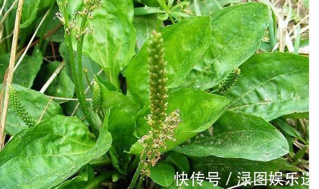 用车前草|70岁大爷天天上山只为拔车前草泡水喝,两个月后身体有了变化