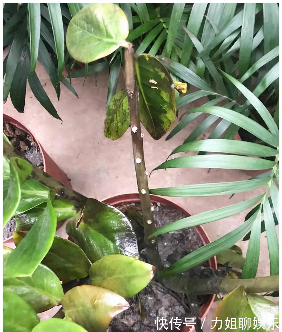 7种“富贵花”,容易被浇死,别太狠,一杯水就够养一冬天