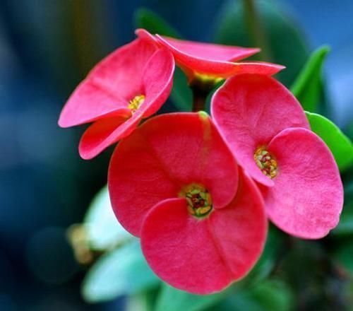 越来越多人家里养这种绿植，一年四季花开不断，好看又容易养