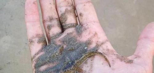 沙子|农村河里,一种趴在沙子里的小鱼,以前没人要,如今真是稀少